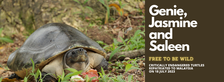 CRITICALLY ENDANGERED TURTLES – FREE TO BE WILD AGAIN