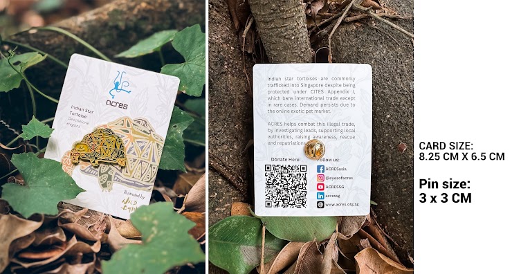 indian star tortoise pin