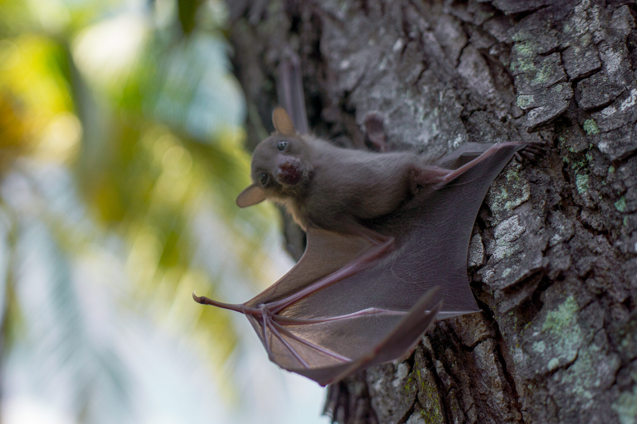 A Safer Singapore for Wildlife - ACRES